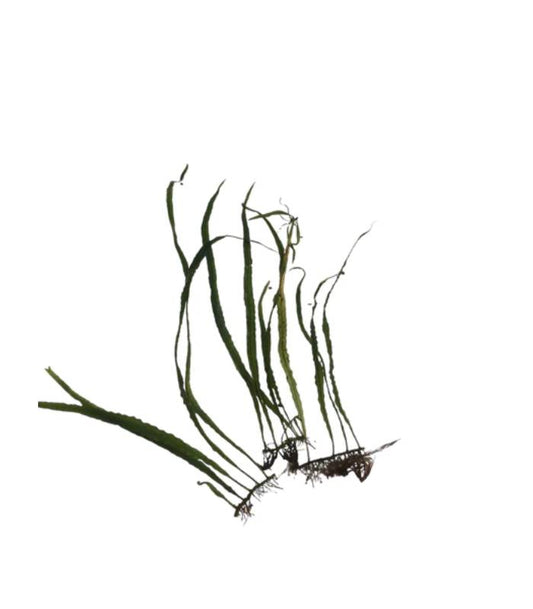 Narrow Leaf Java Fern