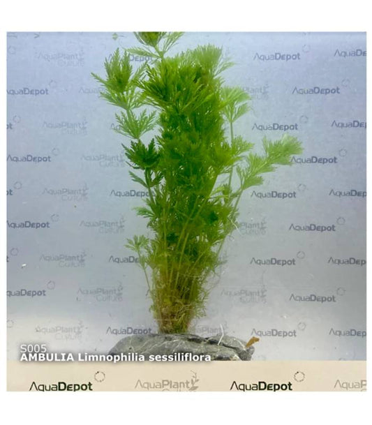 Limnophilia Sessiliflora ;Abulia