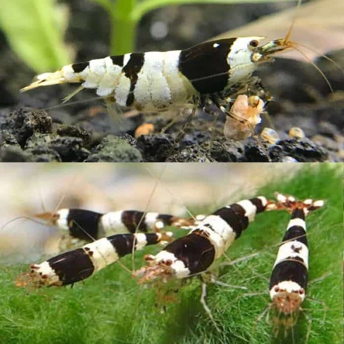 Crystal Black Shrimp