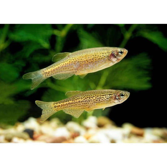 Locally Bred Leopard Danio