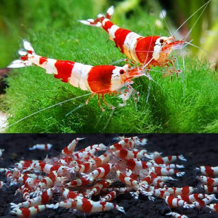 Crystal Red Shrimp