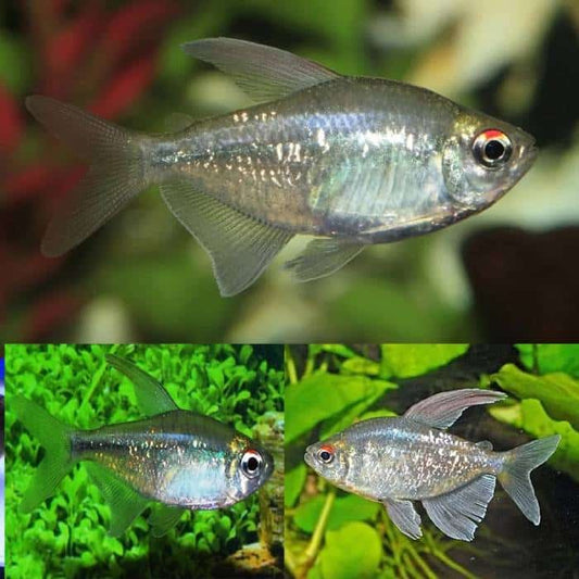 Locally Bred Diamond Tetras
