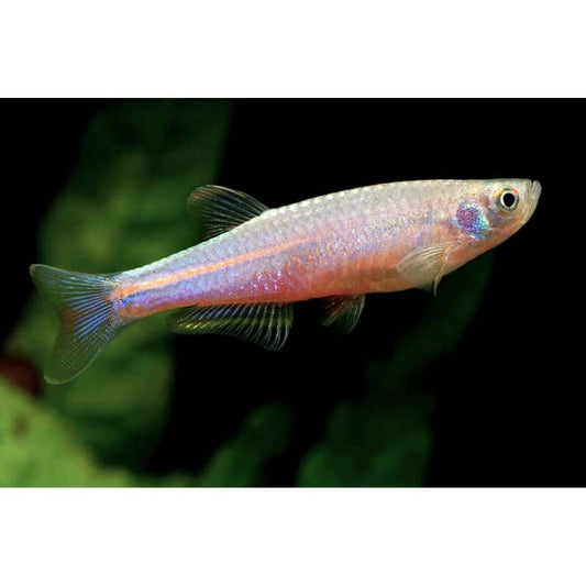 Pearl Danio