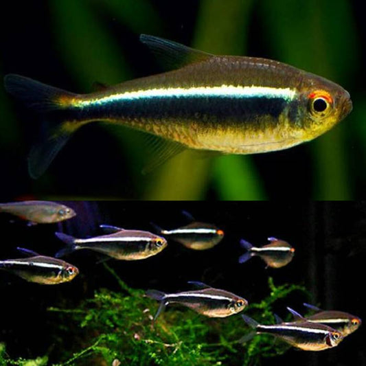 Locally Bred Black Neon Tetra