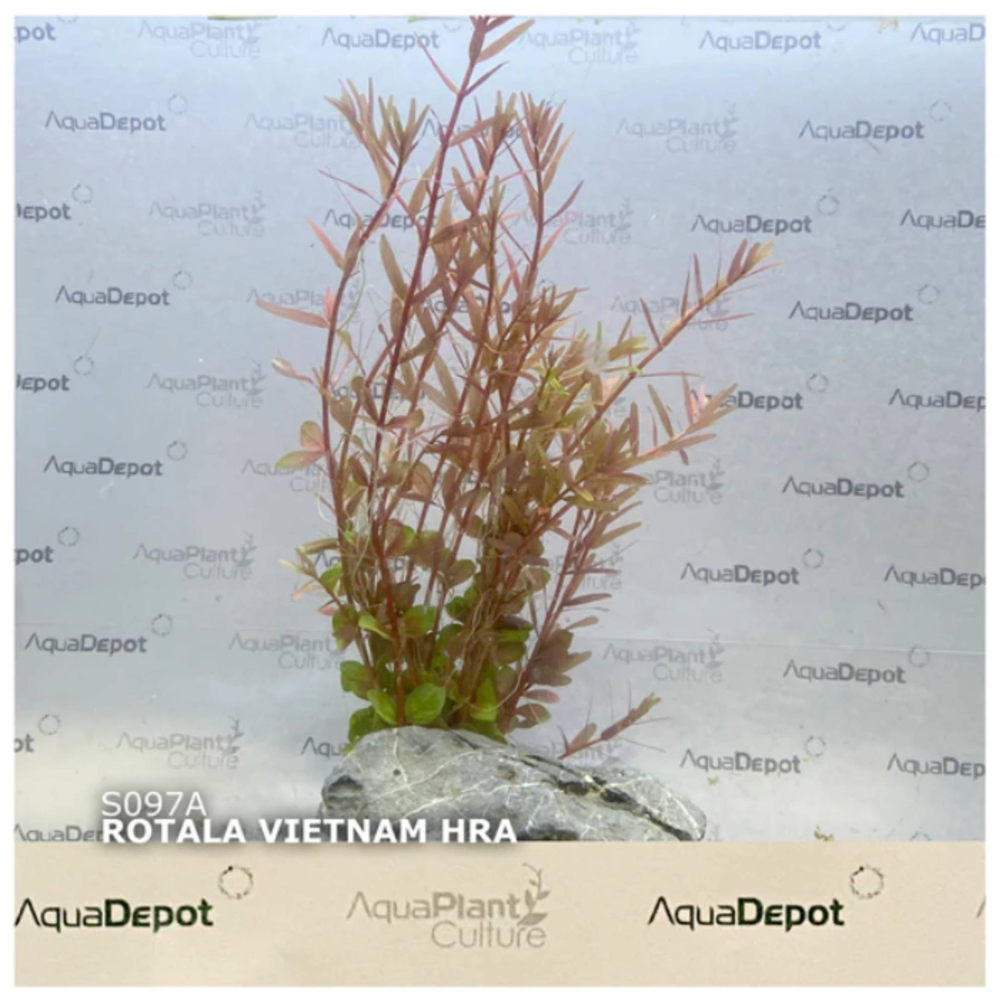 Rotala Vietnam Hra