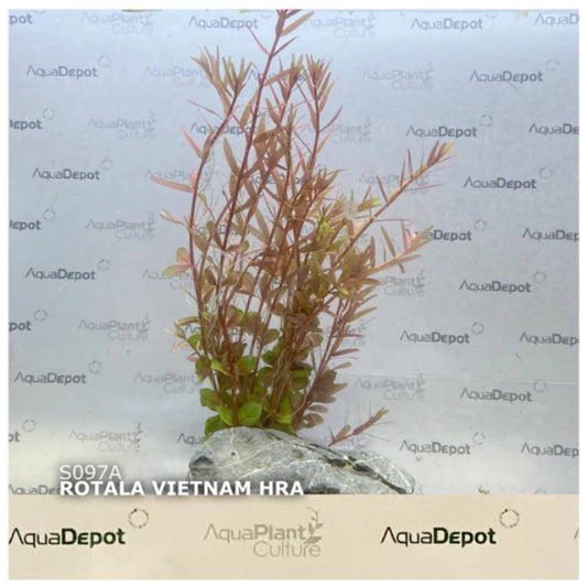 Rotala Vietnam Hra