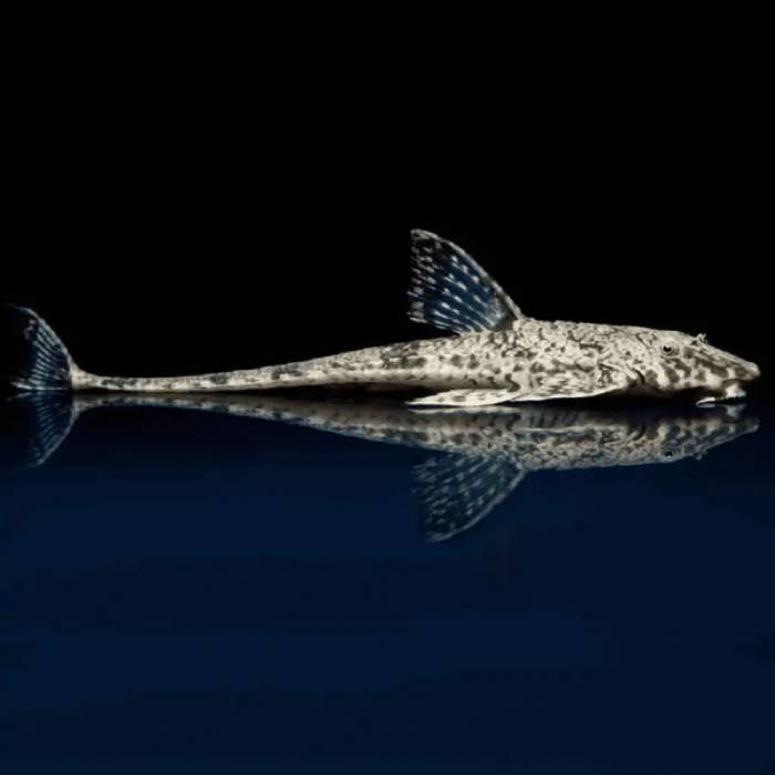 Whiptail Catfish 5cm