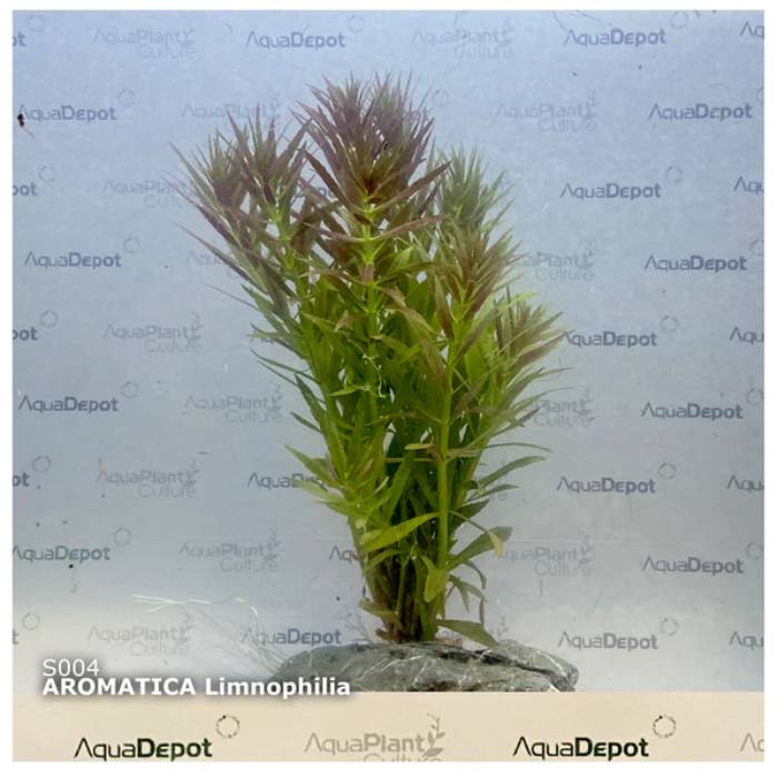 Limnophila Aromatica