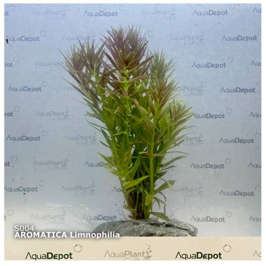 Limnophila Aromatica