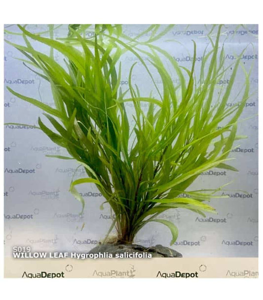 Hygrophila Salicifolia Willow Leaf