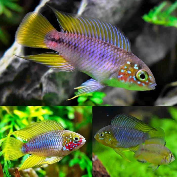 Locally Bred Apistogramma Borelli Opal