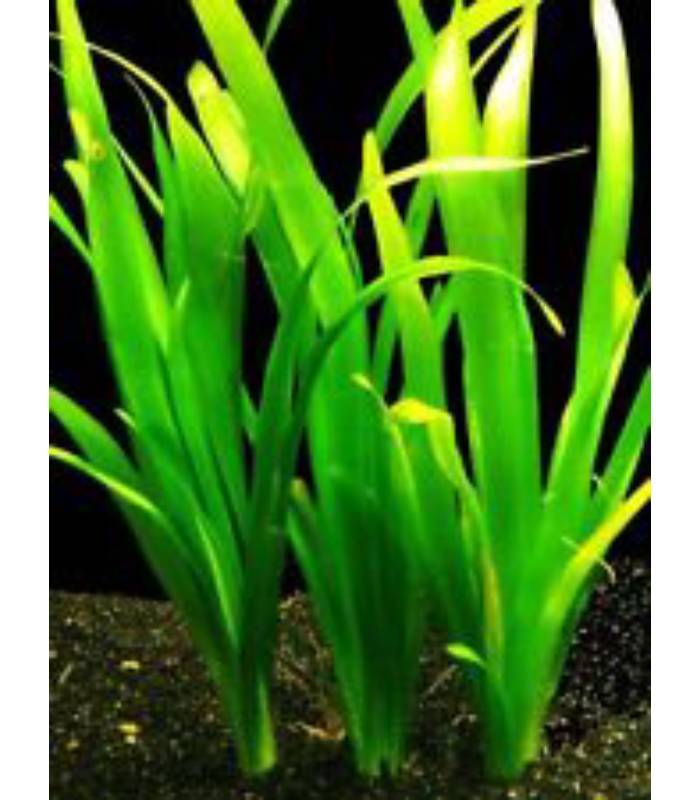 Vallisneria Giant