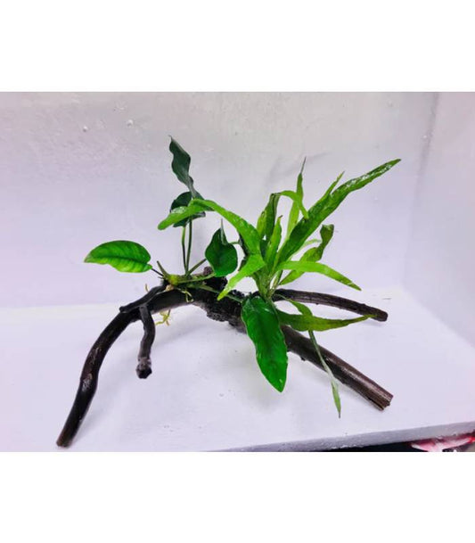 Decor Driftwood with Anubias &amp; Java Fern