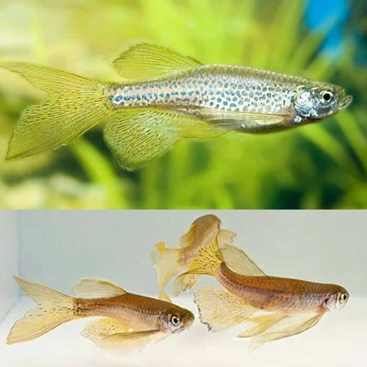 Locally Bred Longfin Leopard Danios