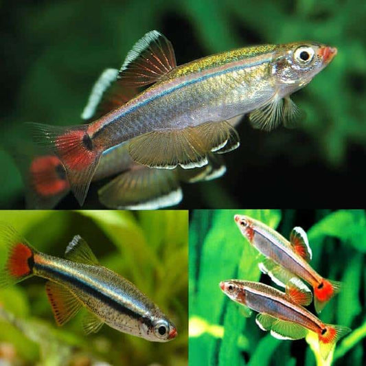Locally Bred White Mountain Minnows