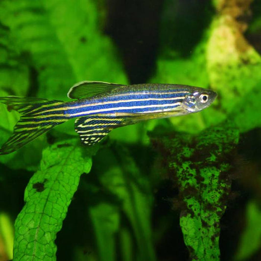 Locally Bred Zebra Danio