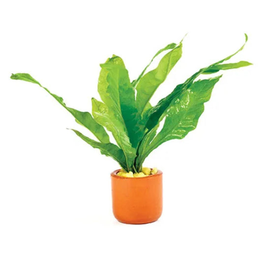 Java Fern Terracotta Pot