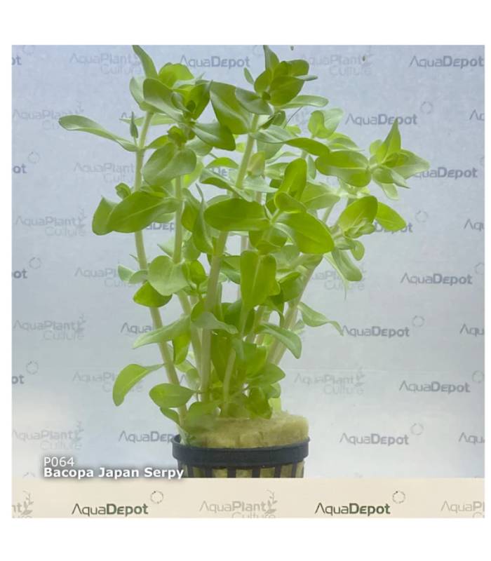 Bacopa serpyllifolia (Bacopa sp. Japan)