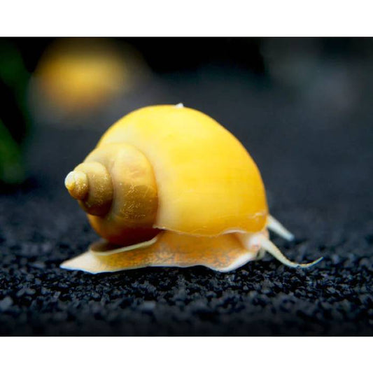 Gold Mystery Snail Medium