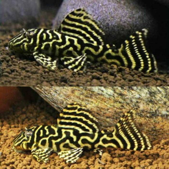 L340 Mega Clown Pleco 4cm