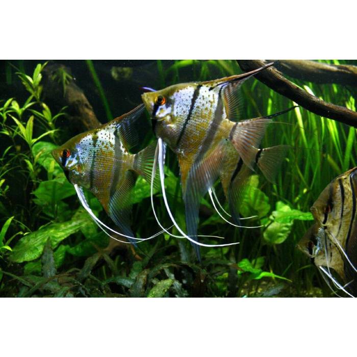 Rio Nanay Peru Altum Angels Locally Bred 5-6cm