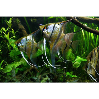 Rio Nanay Peru Altum Angels Locally Bred 5-6cm