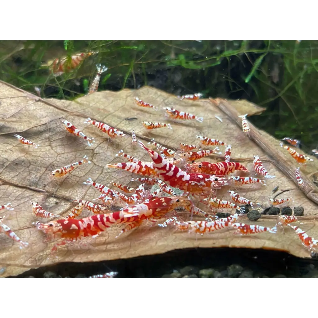 red fancy tiger shrimp mix sizegrade-3-trunk-520