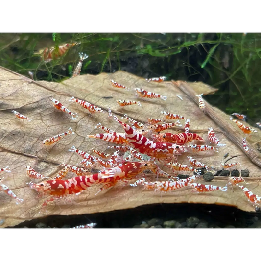 red fancy tiger shrimp mix sizegrade-3-trunk-520