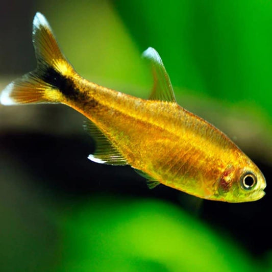 silvertip-tetra-shrimplovers