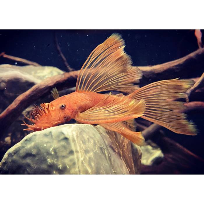 super red Bristlenose