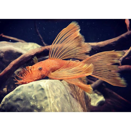 super red Bristlenose