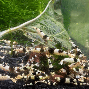 Crystal Black Shrimp