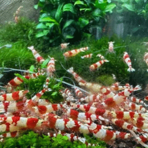 Crystal Red Shrimp