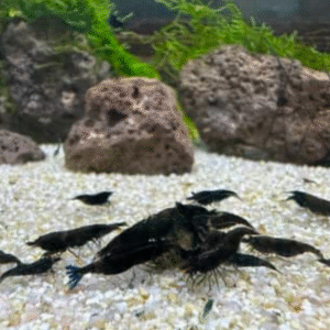 Black Rose Cherry Shrimp