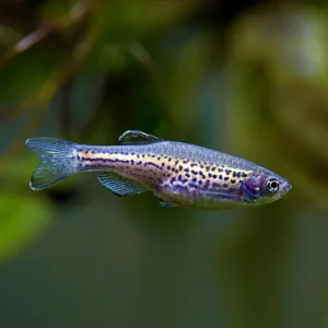 Leopard Danio 3/3.5cm