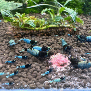 Mosura Blue Bolt Shrimp