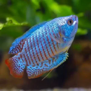 Neon Dwarf Gourami