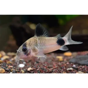 Panda Corydoras 3cm