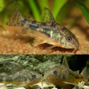 Peppered Corydoras 3-3.5cm