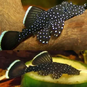 Peppermint Bristlenose 3-4cm