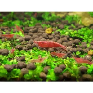 Red Cherry Shrimp