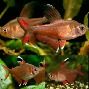Rosy Tetra 3-3.5cm