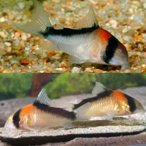 Adolfoi Corydoras