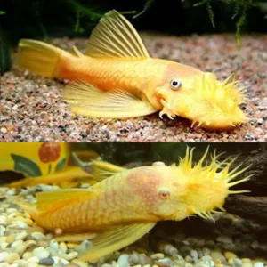 Albino Bristlenose 3-4cm