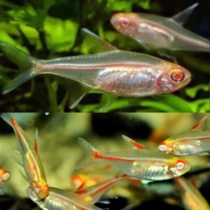 Albino Glow Light Tetra 3cm