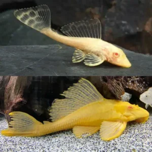 Albino Sailfin Pleco 5-6cm