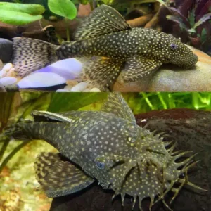 Calico Bristlenose 3/4cm hardy algae eating pleco for community aquariums