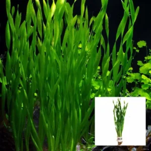 Corkscrew Vallisneria