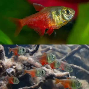 Flame Tetra 2.5-3cm