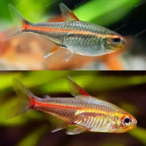 Glowlight Tetra 3.5cm